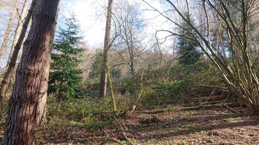 Dense woodland on the other side of the fence