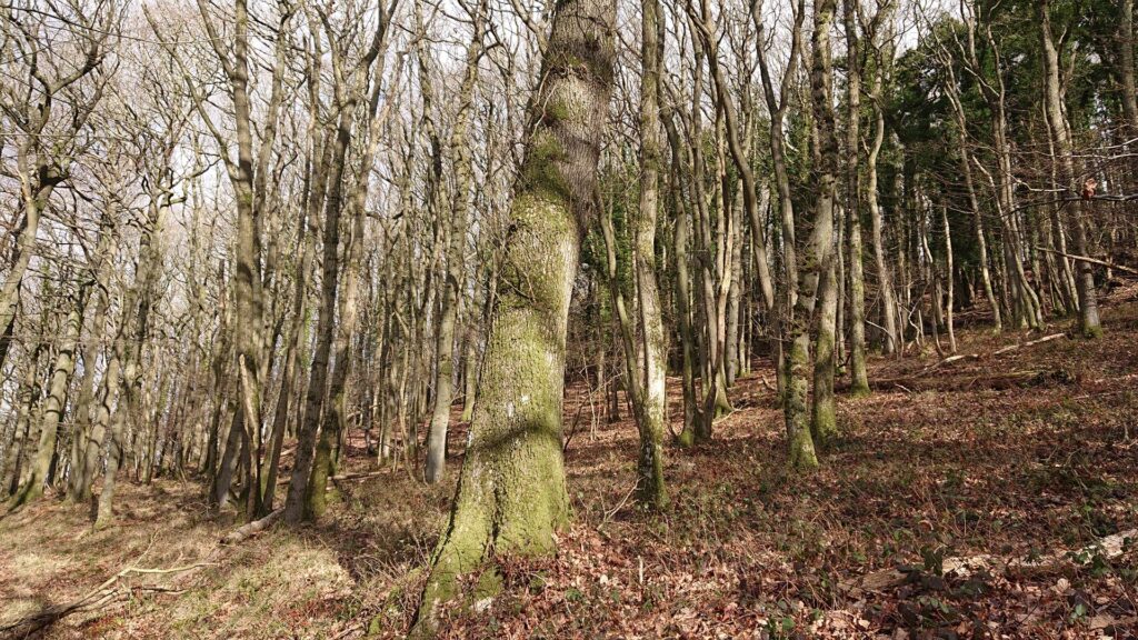 Dense woodland on a slope