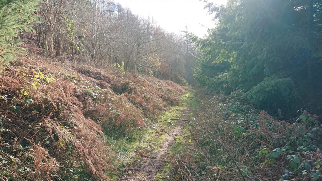 Pathway through the woods