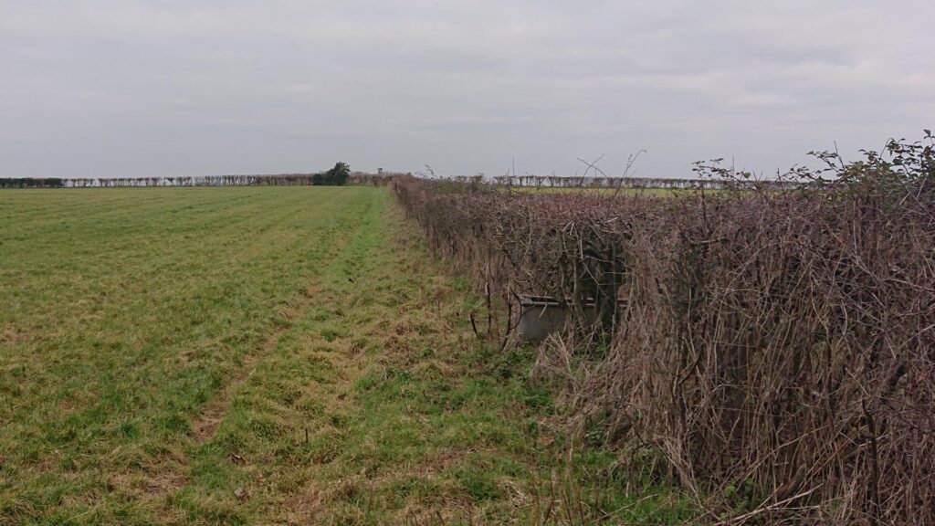 Hedge on egde of field