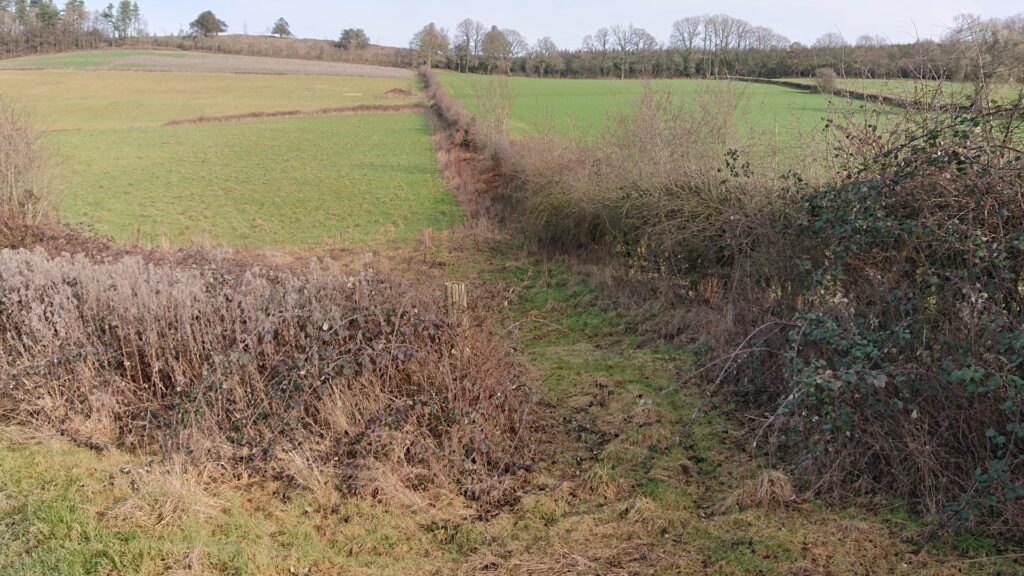 Hedge divider