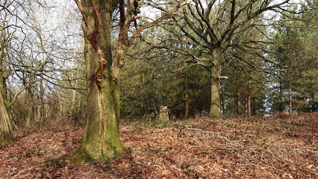 The Backbury Hill trig point in the woods