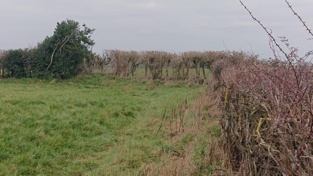 Whitfield trig point is in the clump of foliage