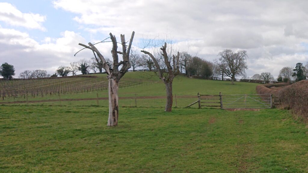 Orchard with a gate toward a hill