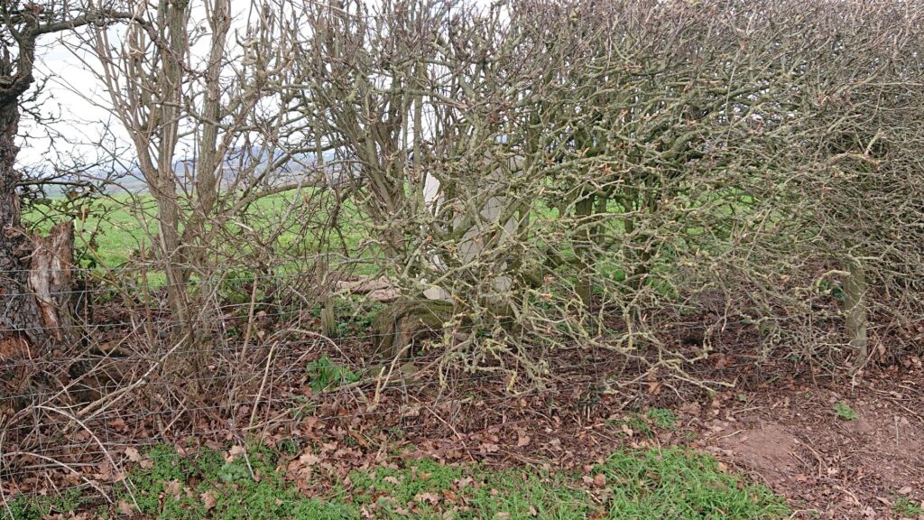 Park Croft trig point on otherside of hedge