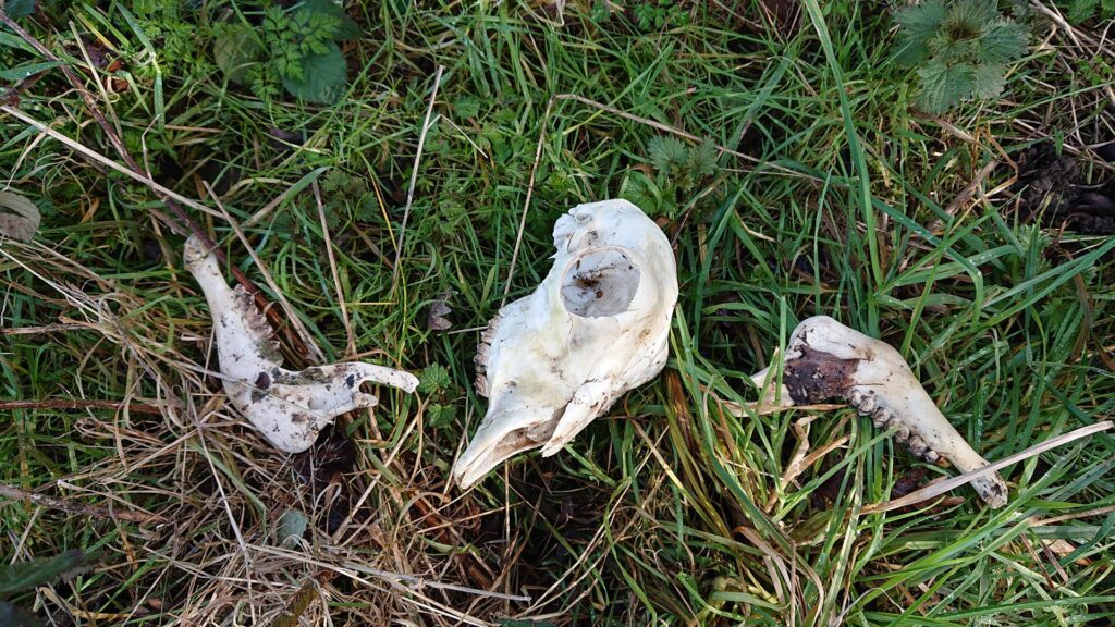 Sheep's skull