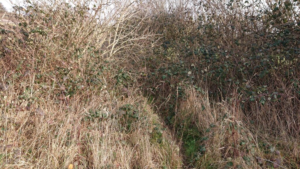 Overgrown hole in the hedge