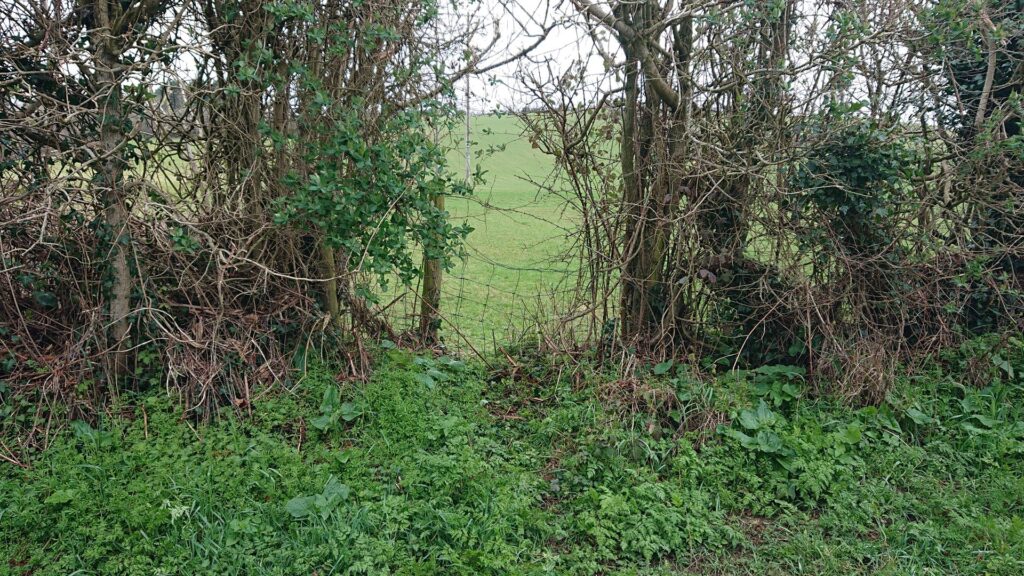 Gap in the hedge