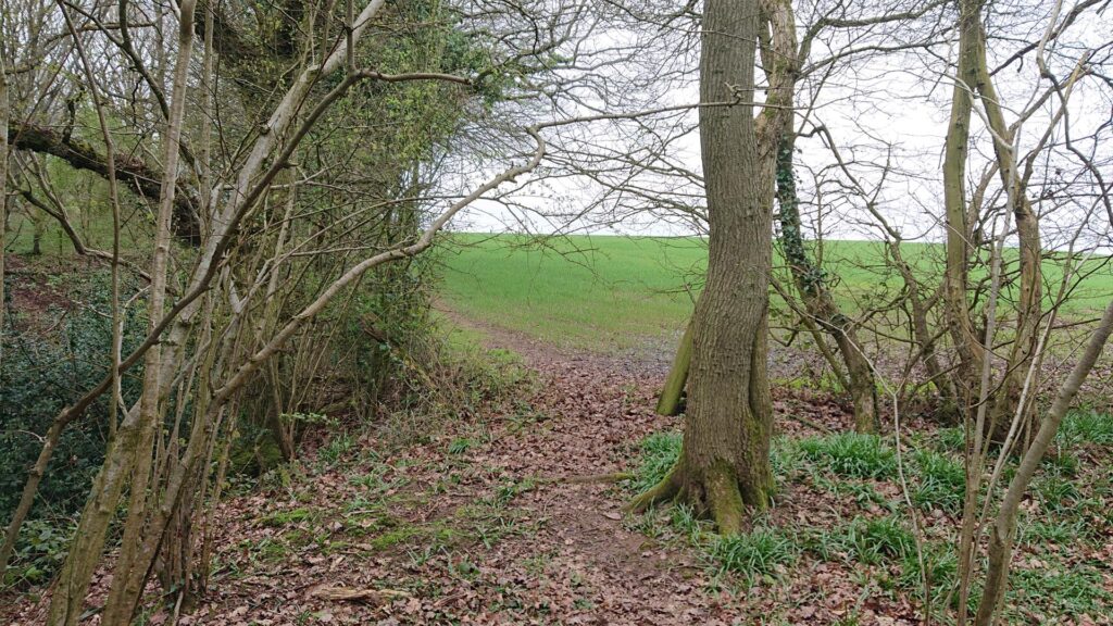 Path opening up into a field