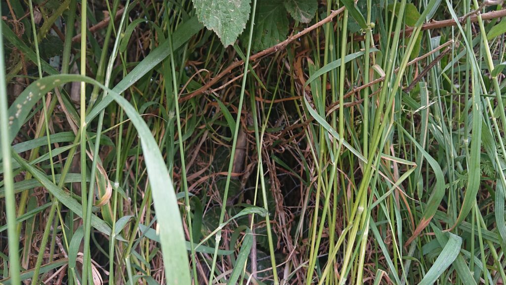 Mainstone trig point buried in the hedgerow