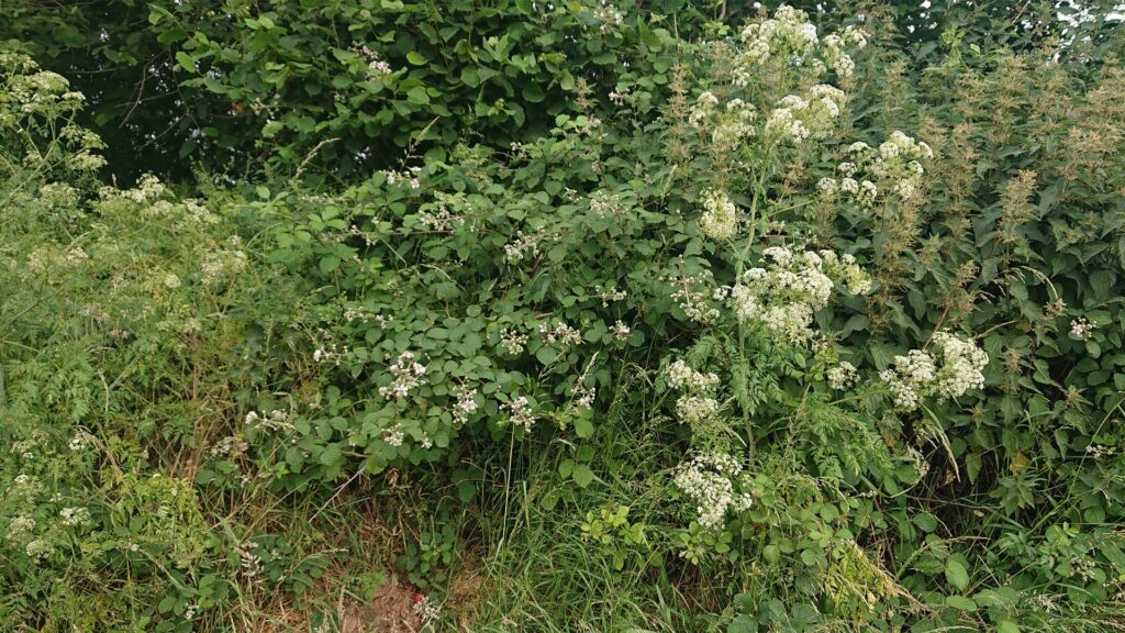 Mainstone trig point buried in the hedgerow