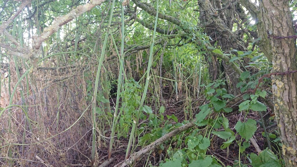 Mainstone trig point buried in the hedgerow