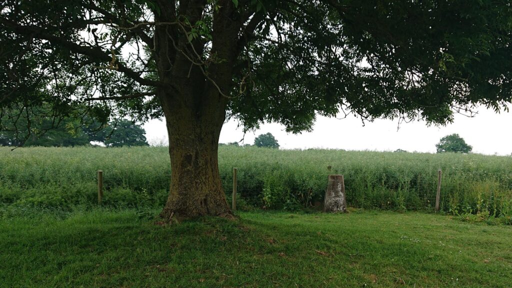 New House Farm trig point by tree